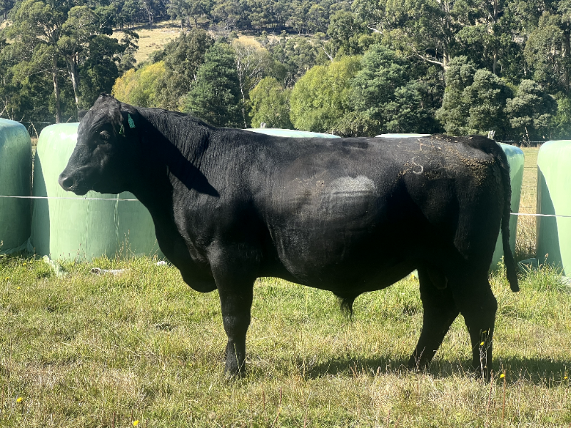 Lot 22 - TAMAROO SELWOOD S23 | AuctionsPlus