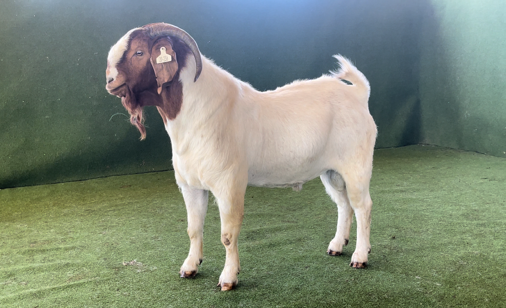 PACIFICA BOER GOAT STUD DISPERSAL SALE Auction 661 AuctionsPlus