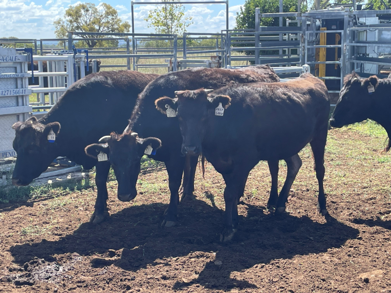 Lot 74 6 x PTIC Fullblood and Purebred Wagyu Cows AuctionsPlus