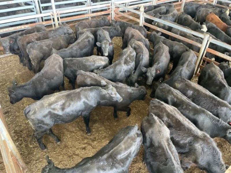 Pen 424-N - 25 Angus Grown Steers 380.0kg (Total 9500kg) | AuctionsPlus