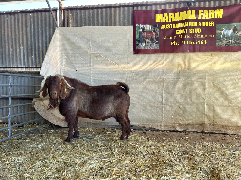 WA RED & WHITE BOER GOAT PRODUCTION SALE Auction 679 AuctionsPlus