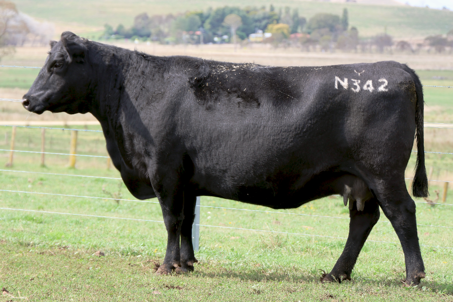 Lot 9 - BALD BLAIR N342 | AuctionsPlus