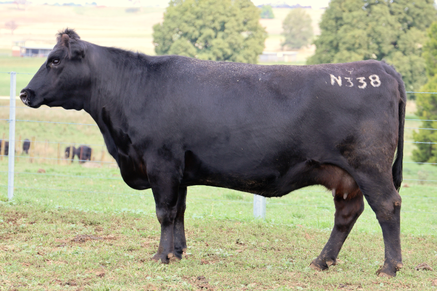 Lot 33 - BALD BLAIR N338 | AuctionsPlus