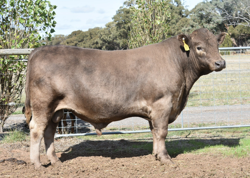 Lot 38 WAROONA SAINT (PB) AuctionsPlus
