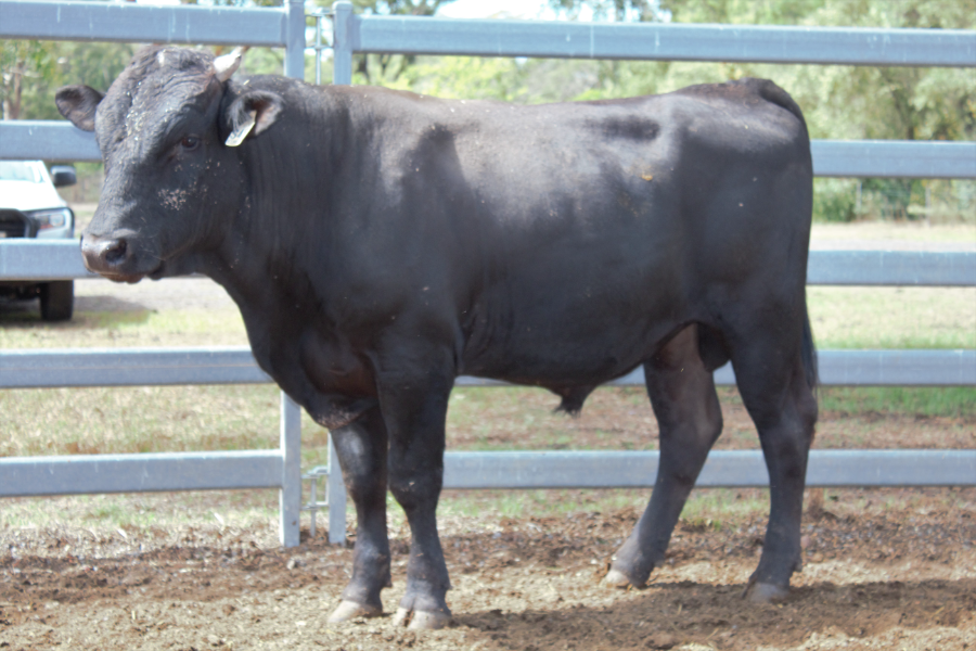 Lot 10 - KURO KIN SHIKIKAN S481 | AuctionsPlus