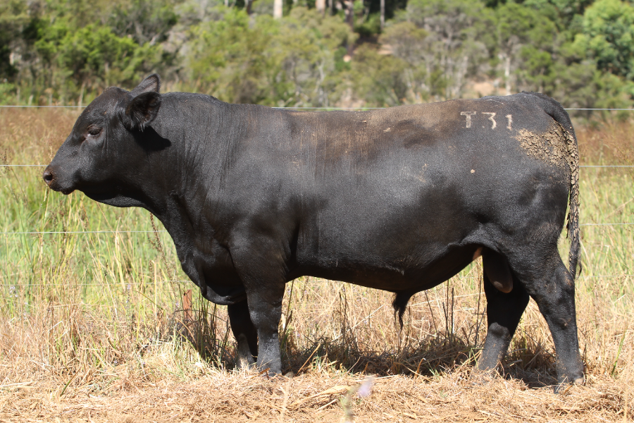 Lot 27 - GANDY PARATROOPER T31 | AuctionsPlus