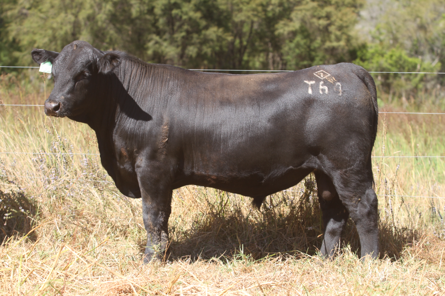 Lot 39 - GANDY FULLY LOADED T64 | AuctionsPlus
