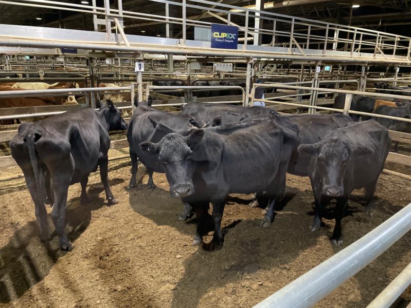 Pen 3NM - 6 ANGUS COW, 455.83kg avg (Total weight 2735.00 kg ...