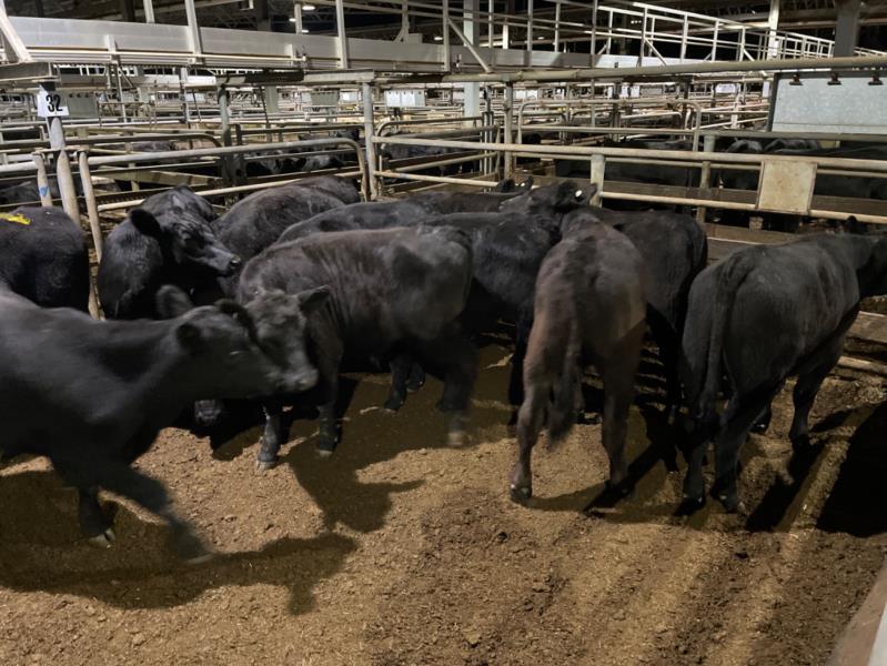 Pen 32NM - 11 ANGUS STEER, 341.82kg avg (Total weight 3760.00 kg ...