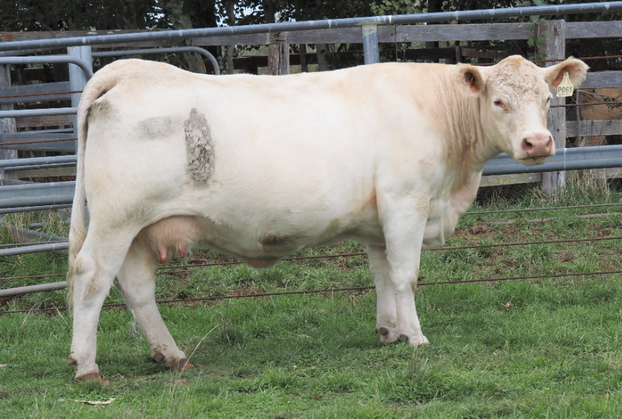 Lot 21 ASCOT LAONIE P65E (AI) (P) AuctionsPlus