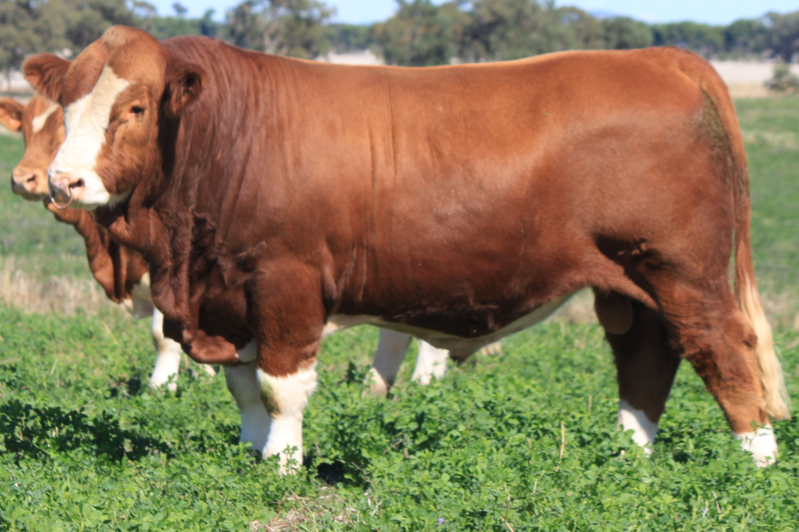 Lot 47 - Tennysonvale Samson (PP) | AuctionsPlus