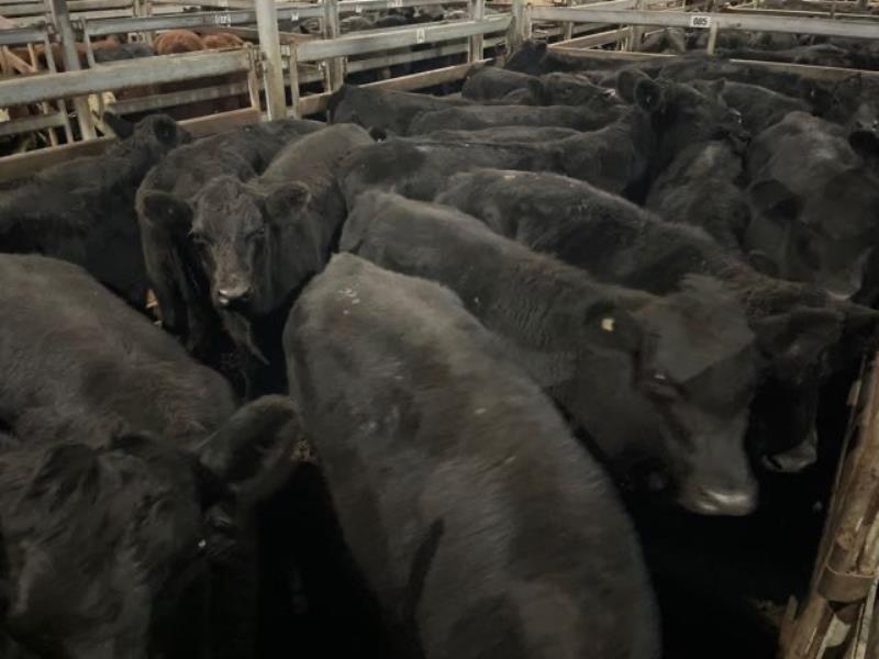 Pen 85-N - 22 Angus X Angus Weaner Steers 343kg (Total weight: 7545kg ...