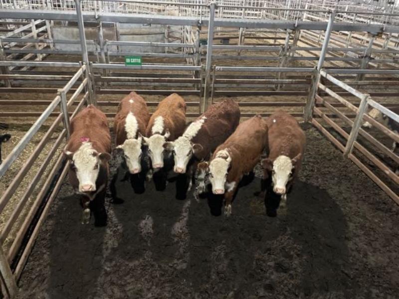 Pen 436N 4 Hereford Grown Steers 480kg (Total weight 1920kg
