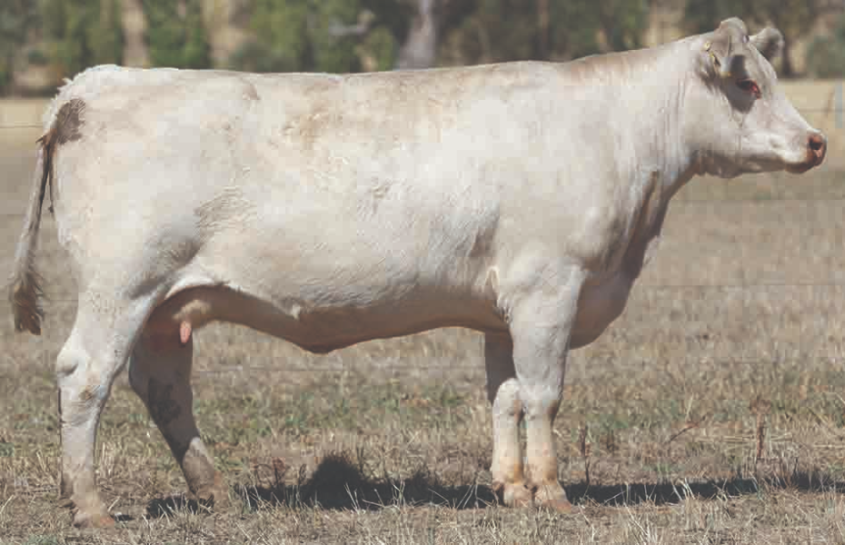 CLARINDA CHAROLAIS COMPLETE DISPERSAL SALE Auction 750 AuctionsPlus