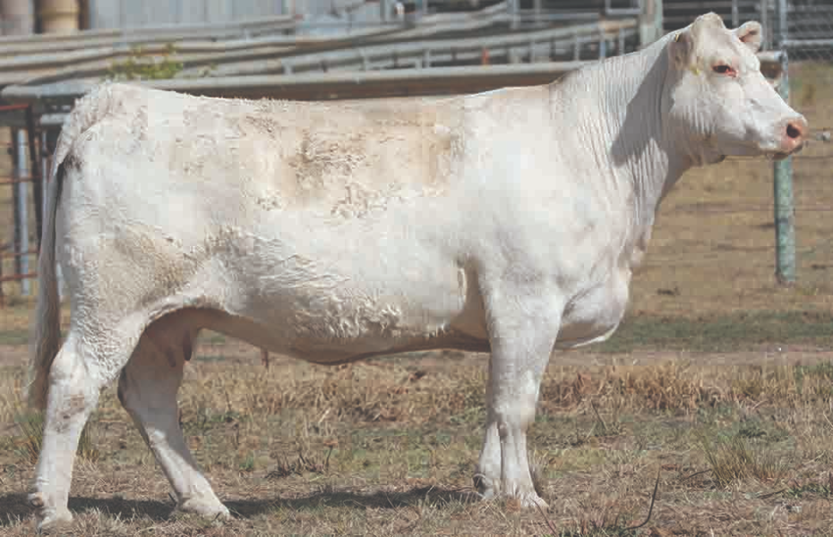 Lot 18 Clarinda Bravo Silvermaid J35E (P) AuctionsPlus