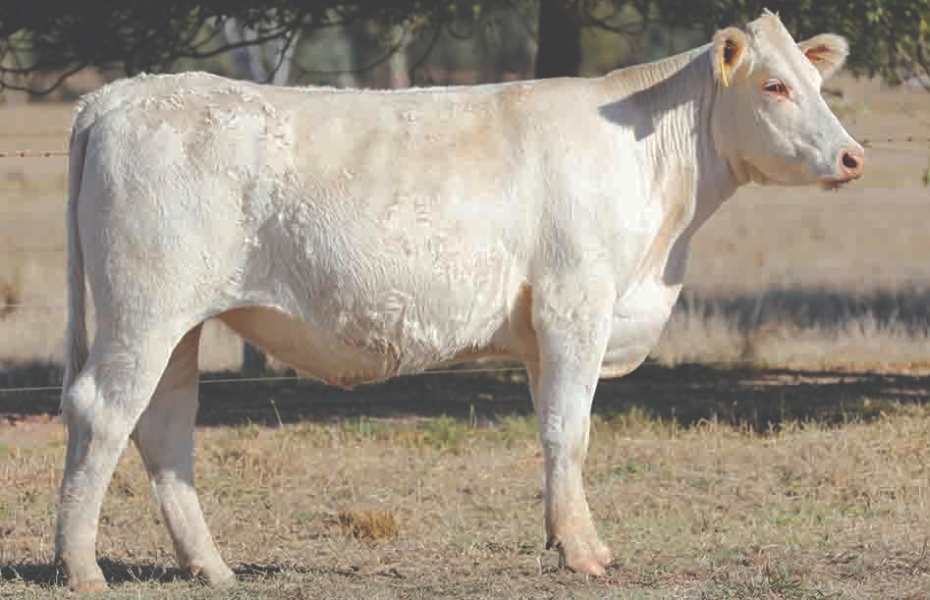 Lot 27 Clarinda Downtown Maid 2nd S20E P AuctionsPlus