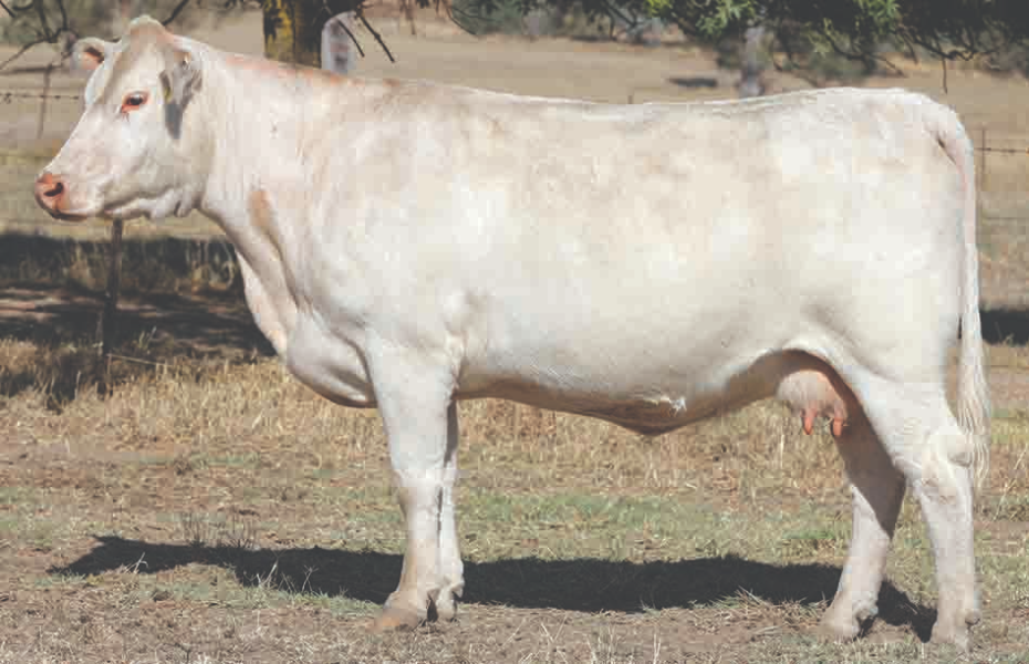 Lot 44 Clarinda M14 Sheila P32E (P) AuctionsPlus