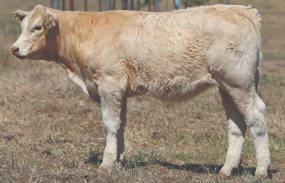 Lot 48 Clarinda Lonato Eloise T62E (P) AuctionsPlus