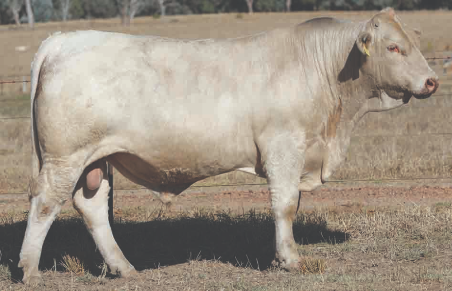Lot 53 Clarinda Downtown S21E (HP) AuctionsPlus