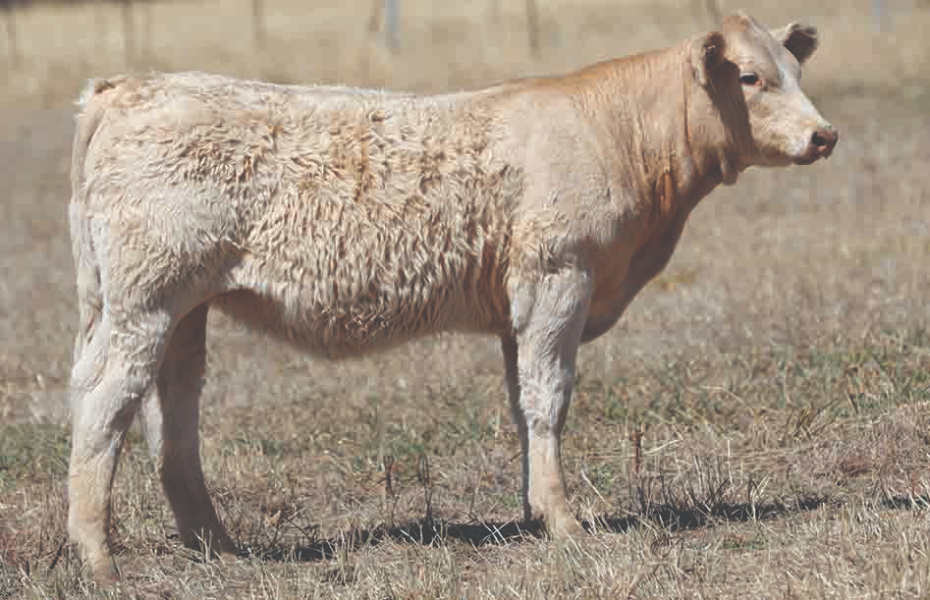 Lot 90 Clarinda Que T53E (P) AuctionsPlus