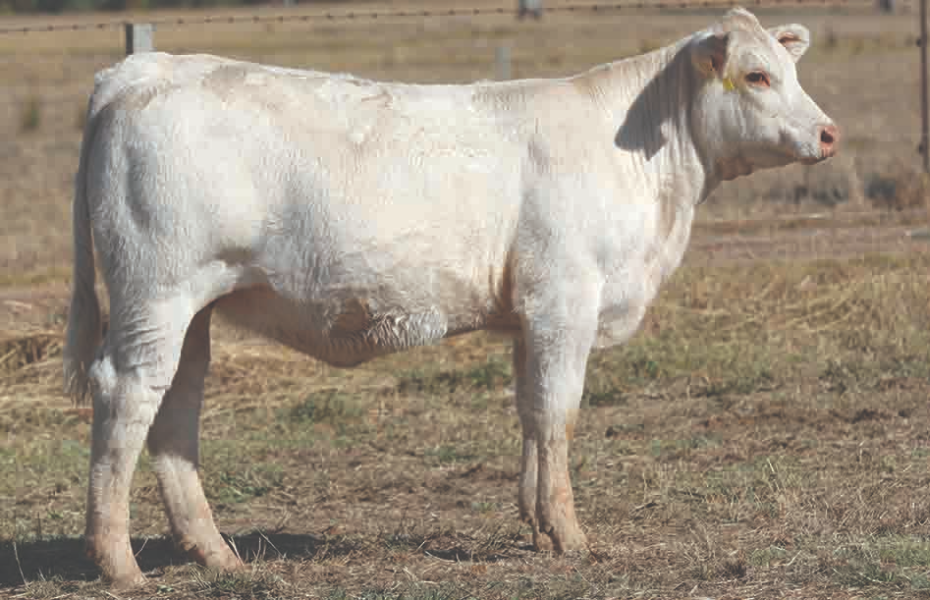 Lot 95 Clarinda Panama Brie T54E (P) AuctionsPlus