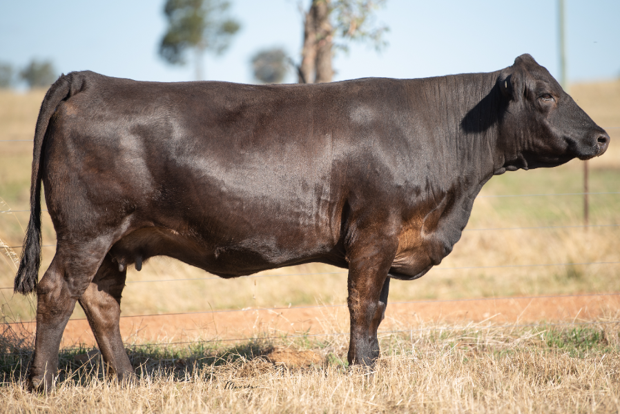 Lot 37 - Choice of LFE THE RIDDLER OR GIBBS 9114G ESSENTIAL | AuctionsPlus