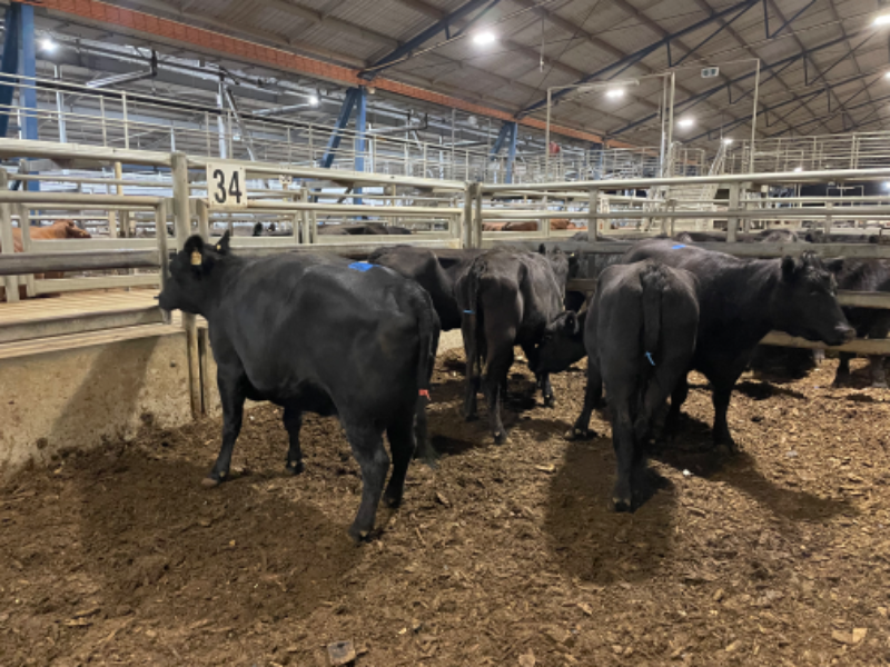 Pen 34-N - 3 Angus Heifer 336.7kg (Total 1010kg) | AuctionsPlus