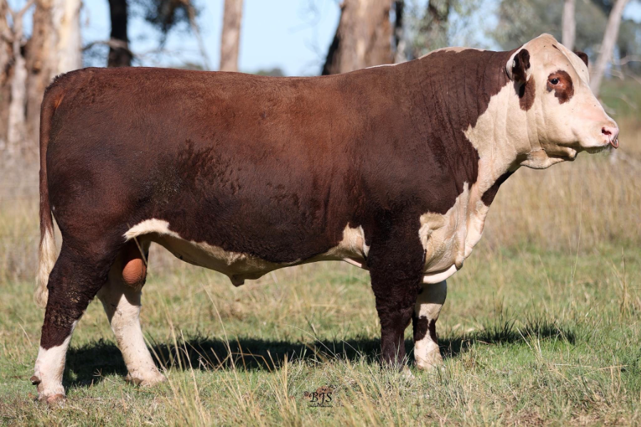 Lot 160 - DOODLE COOMA SUPERNOVA 002 (PP) | AuctionsPlus
