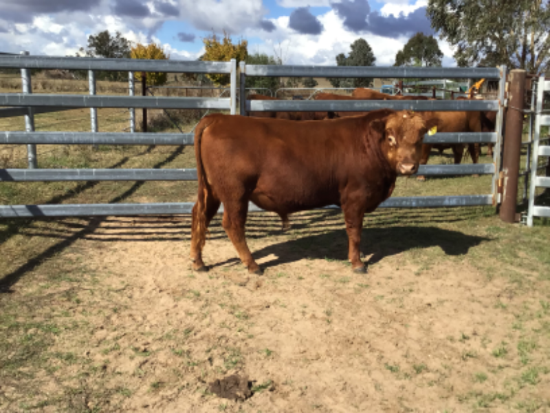 PIBBON RED ANGUS BULL SALE Auction 860 AuctionsPlus