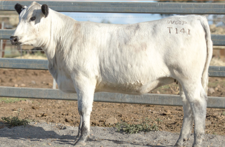Lot 37 WATTLE GROVE GRACE T141 AuctionsPlus