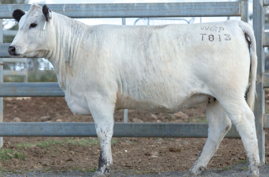 Lot 44 WATTLE GROVE PENNY T813 AuctionsPlus