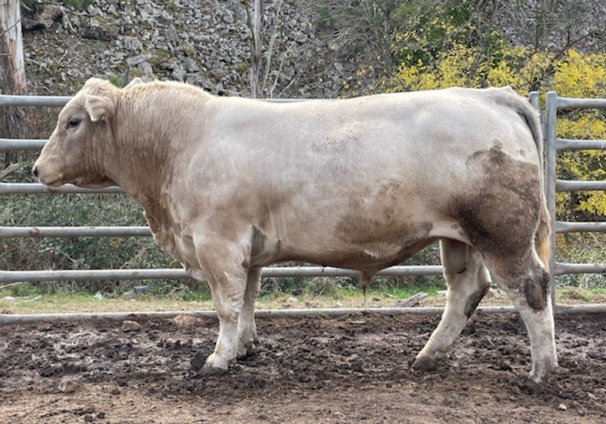 Lot 1 - ROUCHELLE SAHARA S198 (PB) | AuctionsPlus