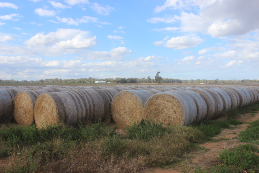 Lot 215 - 30x Lucerne Hay Round Bales | AuctionsPlus