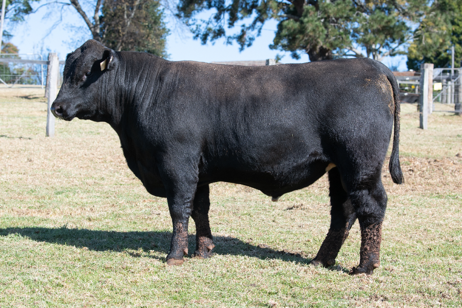 Lot 42 - TYLER SYLVESTER S121 | AuctionsPlus