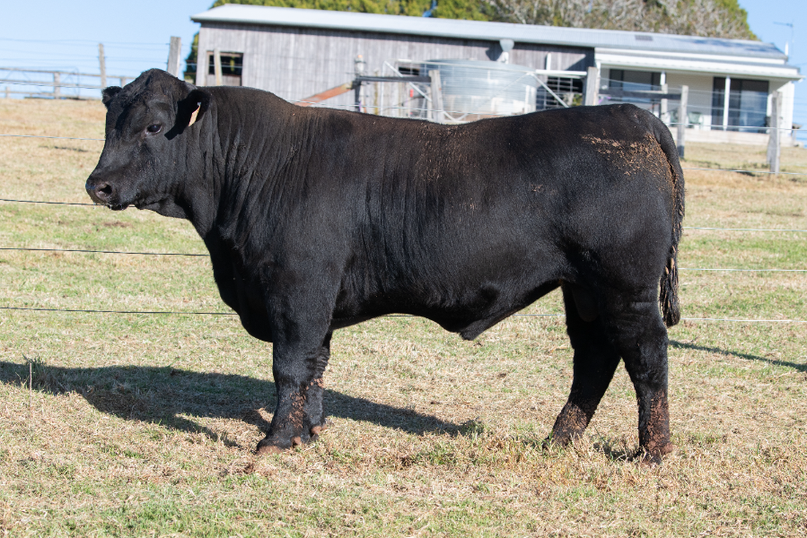 Lot 44 - TYLER SNOWY S116 | AuctionsPlus