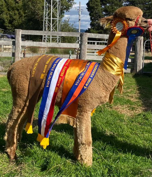 Lot 13 Bardella Park Royal Eclipse AuctionsPlus