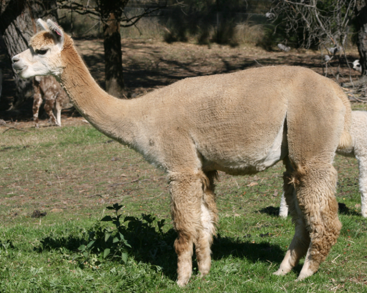 Lot 24 Maison Mauve Queen of Hearts + M/Cria AuctionsPlus