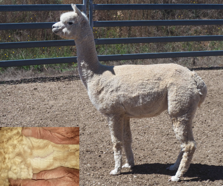 Lot 63 Walkley Field Sweet Illusion AuctionsPlus