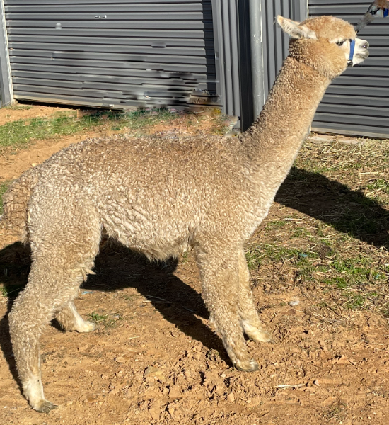 Mapa MZ Orla AuctionsPlus