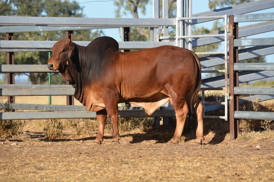 Lot 6 - KOON KOOL 5313 | AuctionsPlus