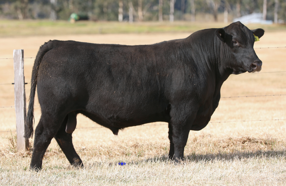 Lot 22 - MEDLYN SKYLER S72 | AuctionsPlus