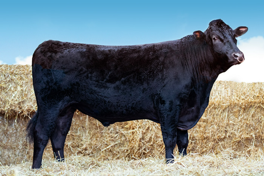 Lot 148 5 x Fullblood Wagyu Semen Straws WYNDFORD HERCULES (ET