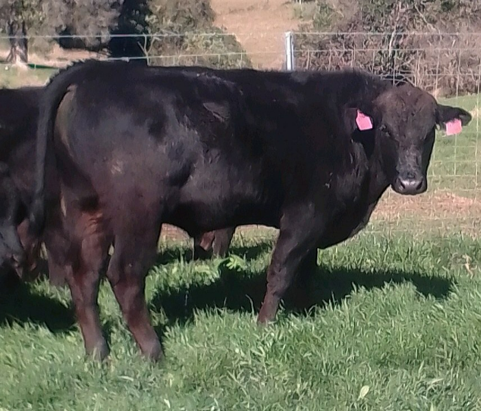 Lot 21 - 4 X Polled Wagyu Semen Straws - Gateway Poll S0213p (p 