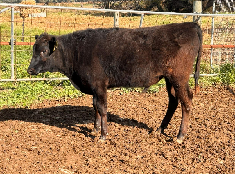 Lot 8 1 x Polled Wagyu Bull AYRLIE PARK T130 PP (P) AuctionsPlus