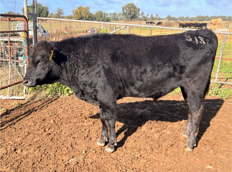 Lot 6 1 x Polled Wagyu Bull AYRLIE PARK S131 (AI) (P) AuctionsPlus