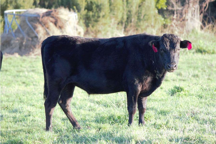 Lot 43 - 1 x Fullblood Wagyu Bull - SAMPHIRE FIGHTING HARADA S6 (ET ...