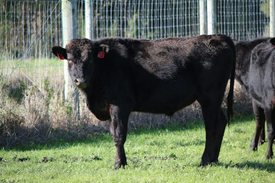 Lot 45 - 1 x Fullblood Wagyu Bull - SAMPHIRE MOHICAN S44 (AI) (ET ...