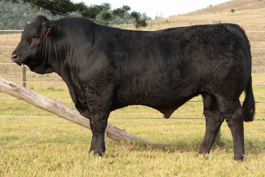 BJF LIMOUSIN INVITATIONAL BULL SALE - Auction 191 | AuctionsPlus