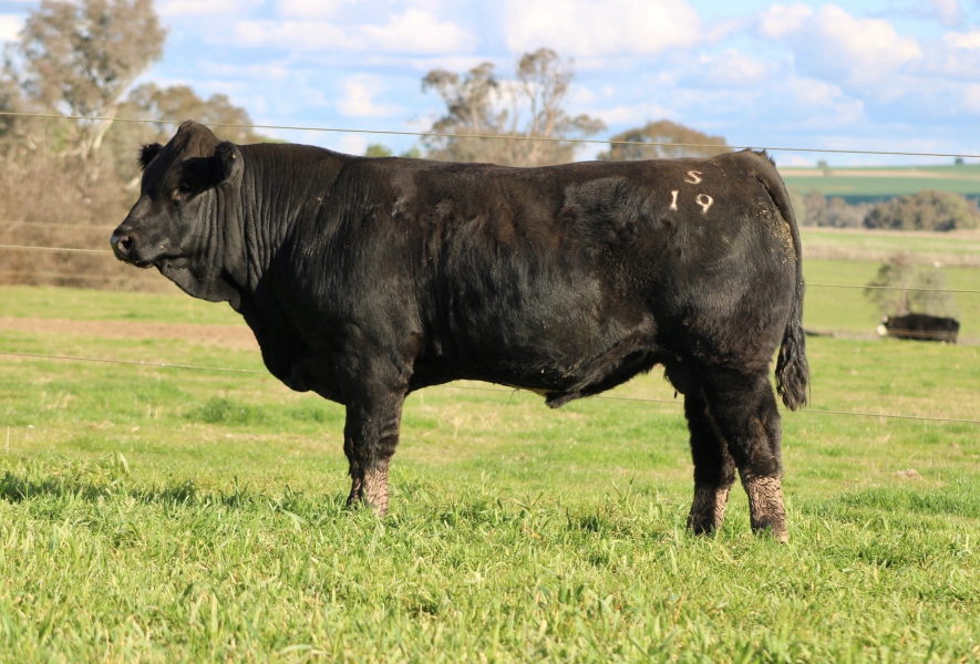 Lot 17 - ROUND-EM-UP SWASHBUCKLER HOBPS019 | AuctionsPlus