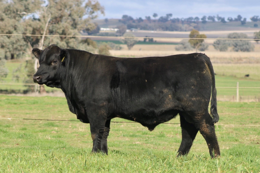 Lot 23 - MERIT FARM ELEVATION P140 T28 | AuctionsPlus